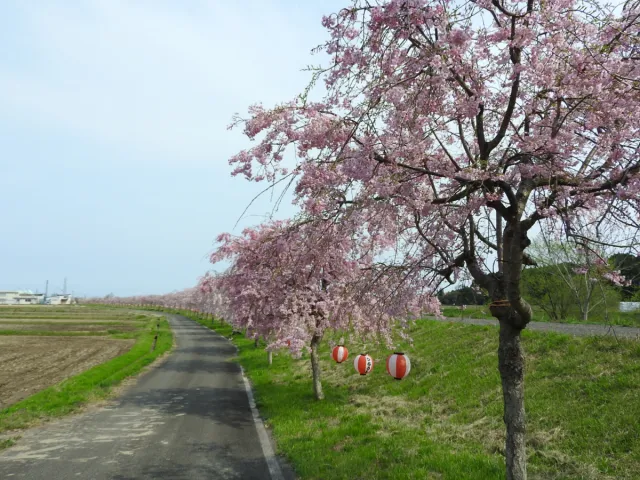 桜の開花状況
