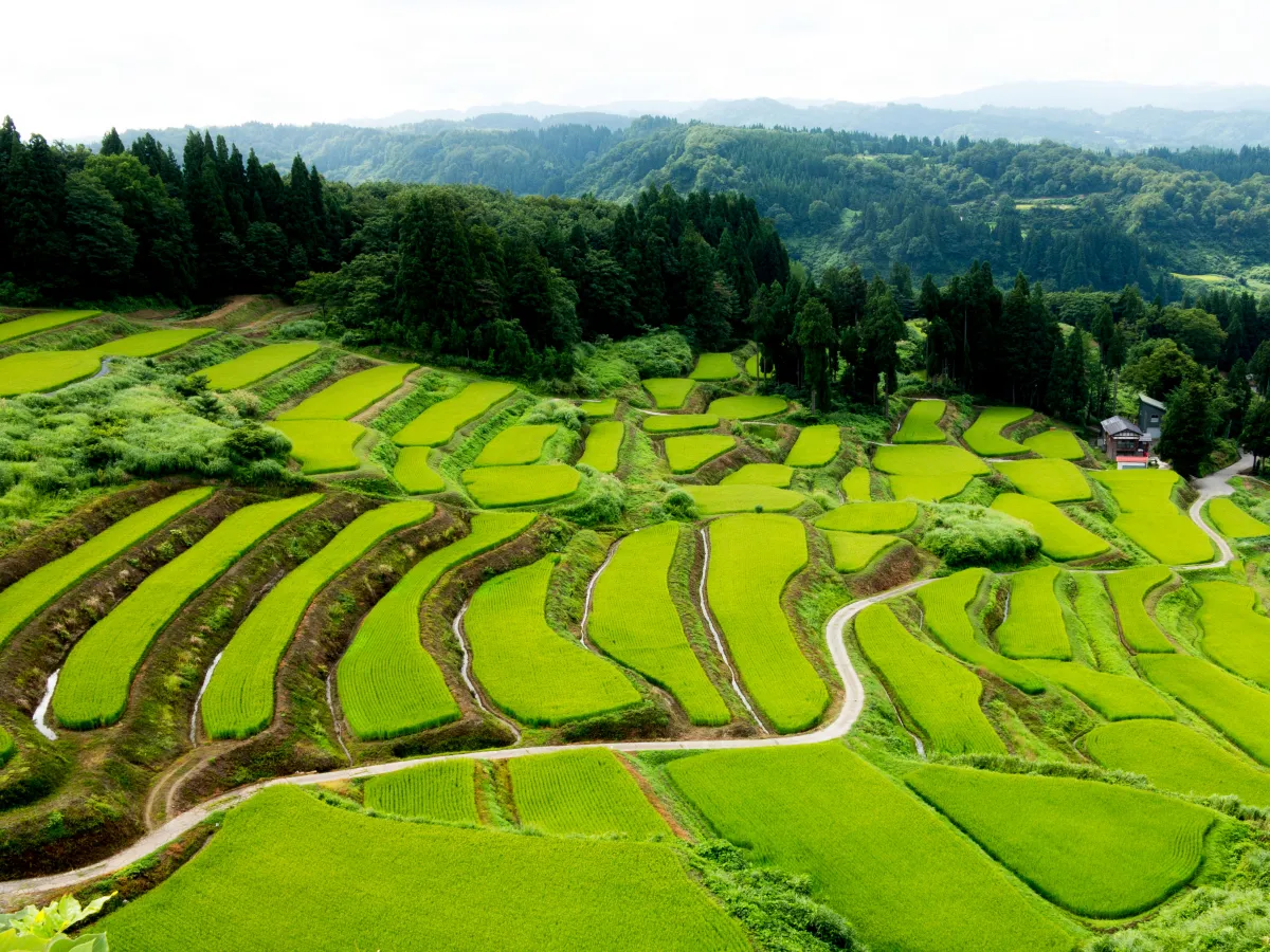 夏の棚田風景
