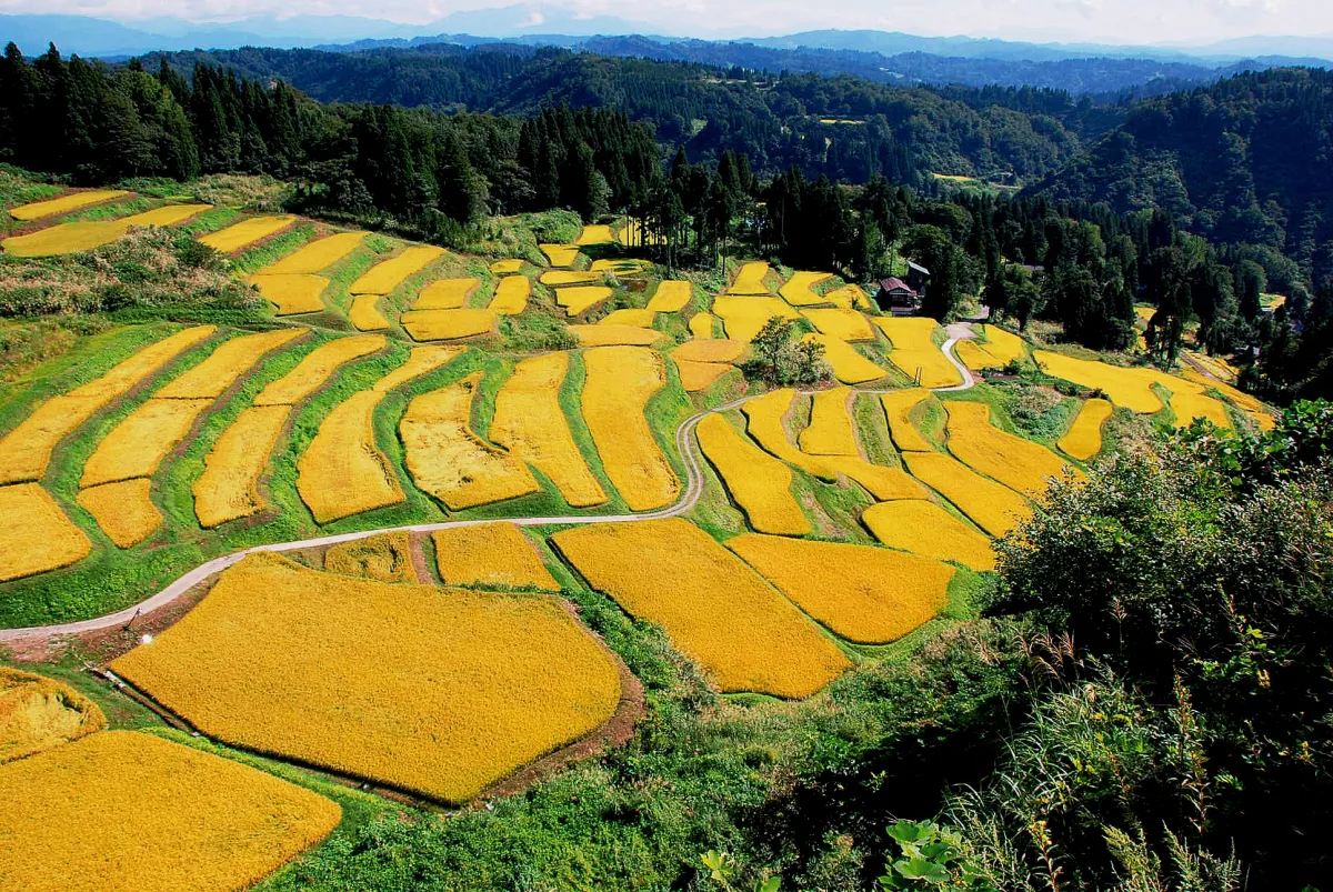 秋の棚田風景