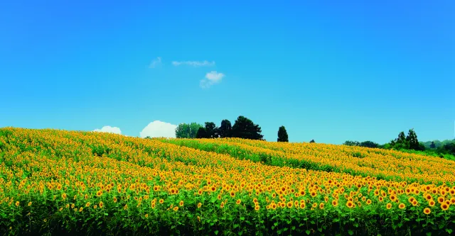 山本山菜の花畑/ひまわり畑