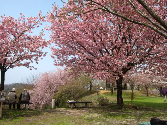 桜の開花状況