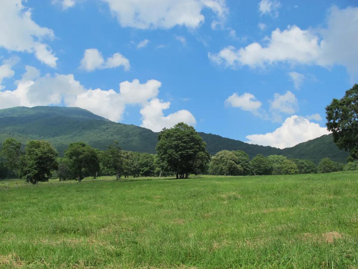 笹ヶ峰高原(夏)