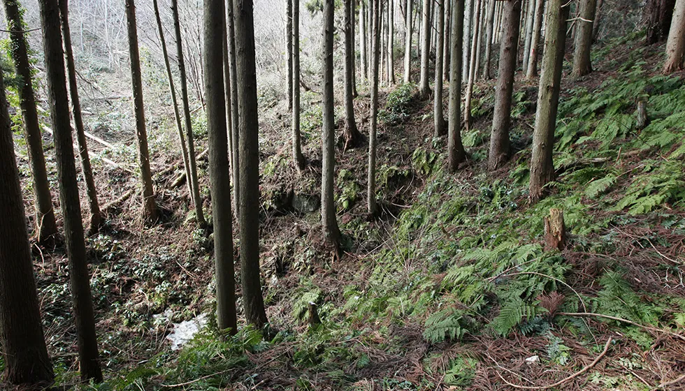 初期に開発された百枚平の露頭掘り跡。