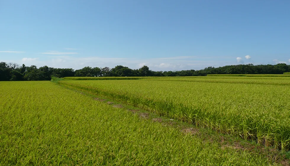 石碑の周囲には田んぼが広がっています。