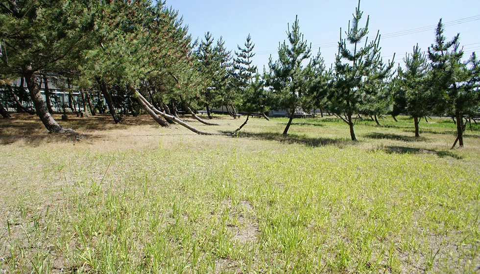 海風が松林を抜けていきます。