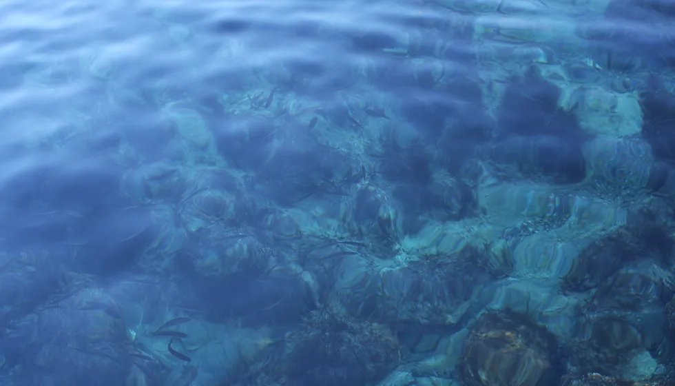 浅い海の中がよく見えます。