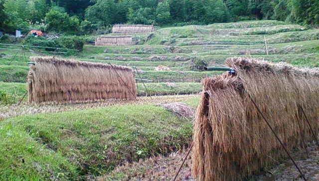 月布施棚田