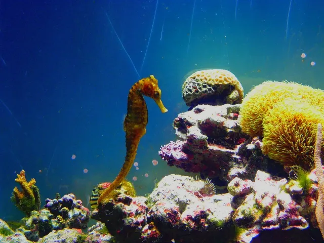 寺泊水族博物館 水生生物探索会「タツノオトシゴを見つけよう」
