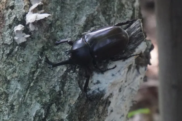 国営越後丘陵公園「親子で学ぼう!カブトムシ・ノコギリクワガタの飼い方講座」