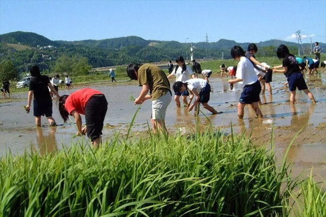 自分の手でお米を作る!日本有数の米処、新潟県魚沼で田植え体験