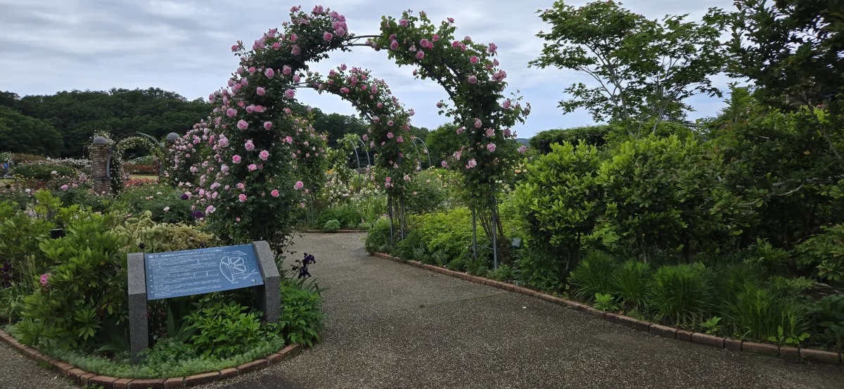 国営越後丘陵公園「香りのばらまつり」