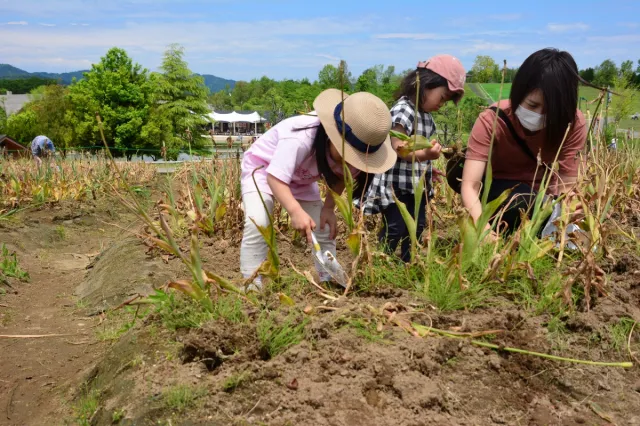 国営越後丘陵公園「チューリップの球根堀り取り体験」