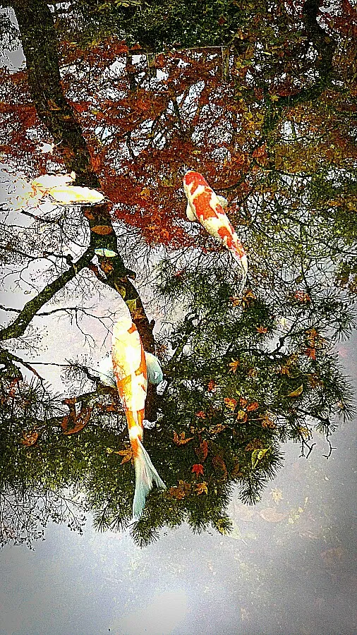 お庭の紅葉が池に映りこみます。