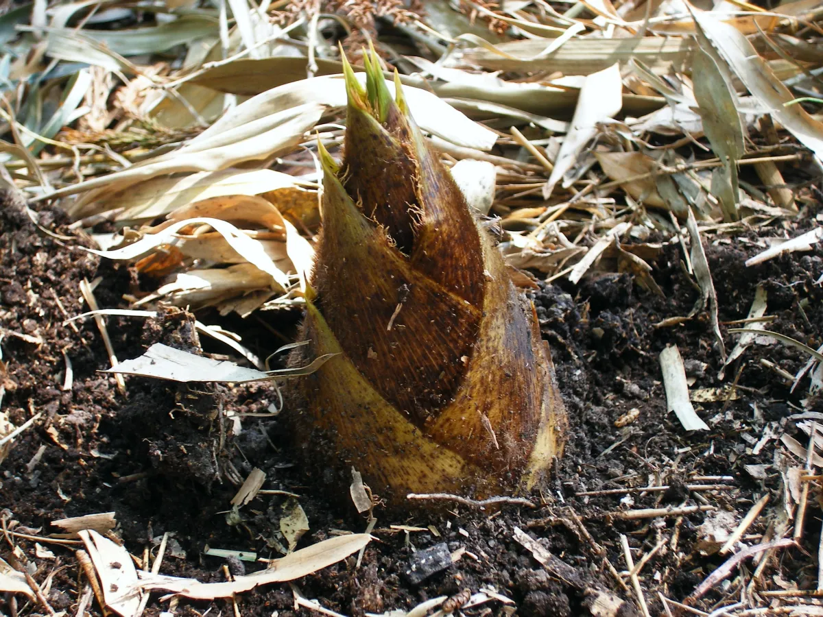 たけのこまつり