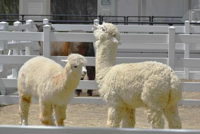 樽ケ橋遊園 動物ふれあい体験