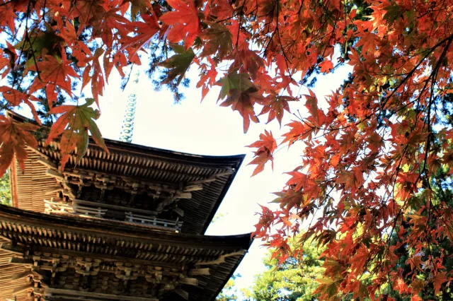 乙 秋のお寺さんぽ