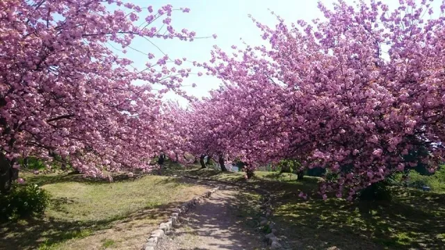 瓢湖水きん公園の八重桜